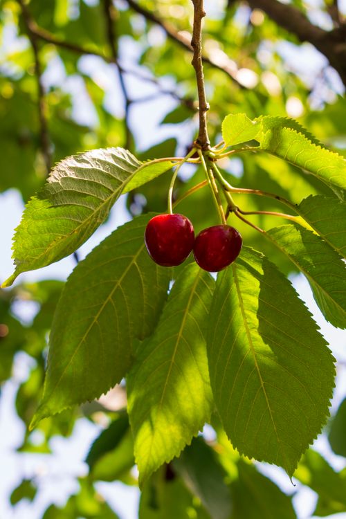 Free stock photo of agricultural, agriculture, branch Stock Photo