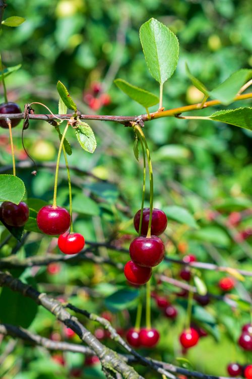 Free stock photo of agricultural, agriculture, branch Stock Photo