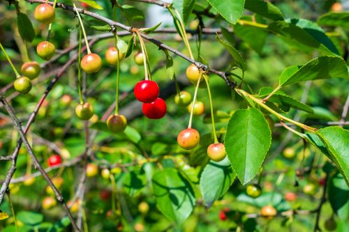 Free stock photo of agricultural, agriculture, branch Stock Photo