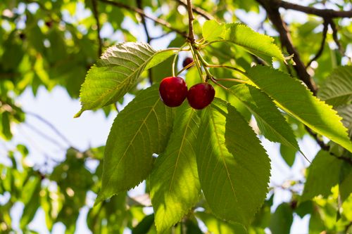 Free stock photo of agricultural, agriculture, branch Stock Photo