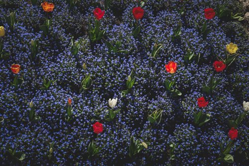 Free Aerial view of vibrant tulips blooming in a garden of blue flowers under daylight. Stock Photo