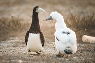 Lack of symmetry Images