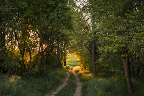 Pathway between Trees