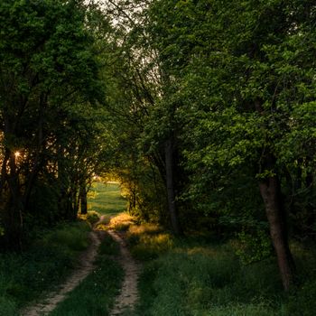 A serene sunlight path through lush, green forest trees at dusk.（イメージ）