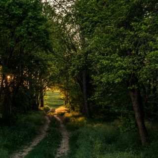 Sunlit forest trail, photo by Nikolett Emmert on Pexels
