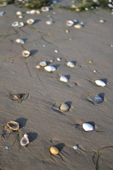 Close-up of seashells scattered across sandy beach surface.