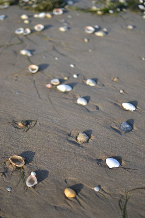 Seashells on a Beach Sand · Free Stock Photo