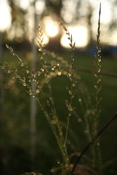Close-up of dewdrops on grass with soft bokeh and rising sun in the background.