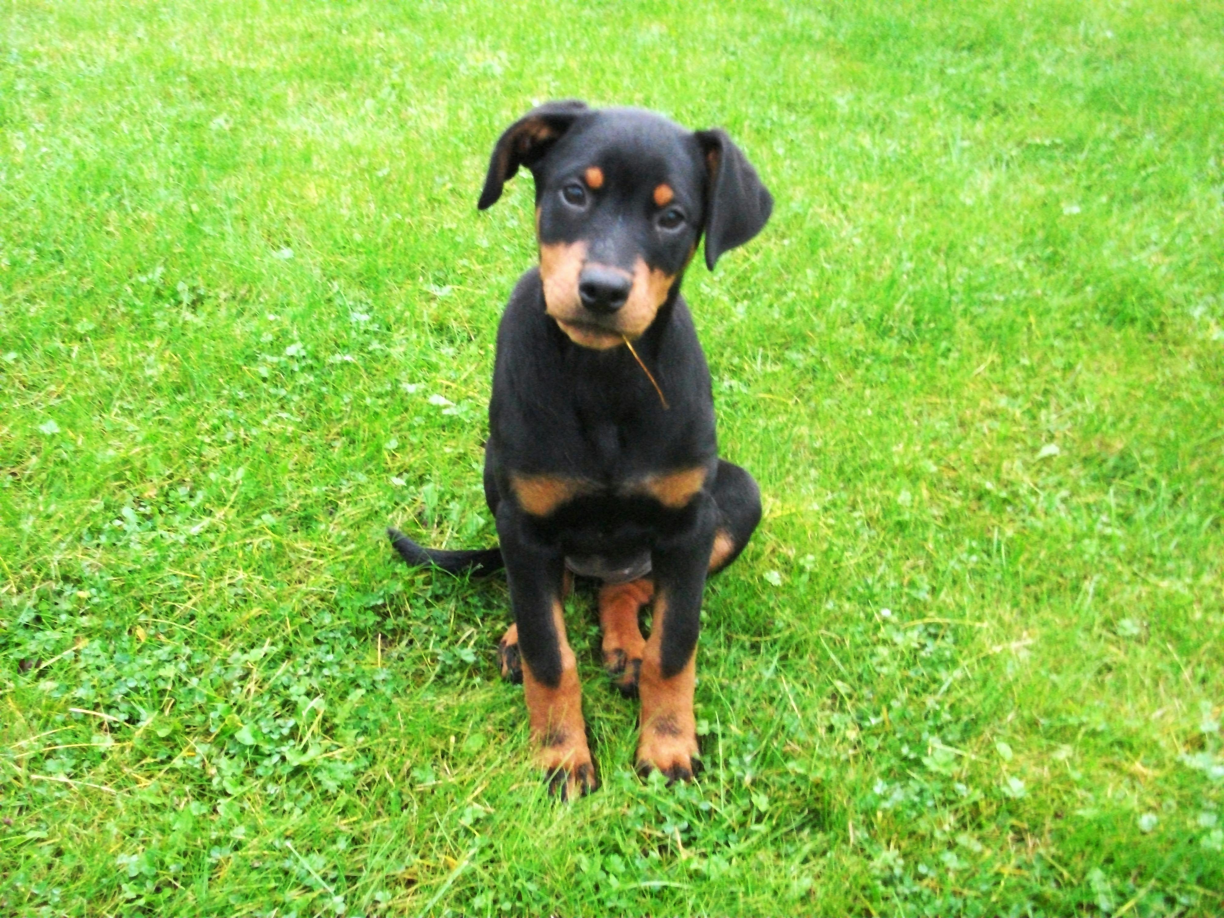 ドーベルマン 子犬の無料の写真素材 ドーベルマン 子犬の無料の写真素材