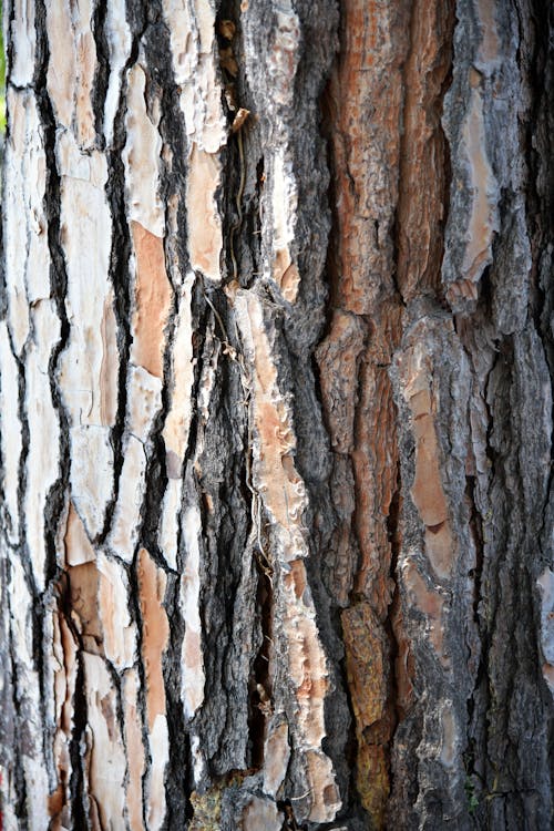 ağaç gövdesi, ağaç kabuğu, ahşap içeren Ücretsiz stok fotoğraf