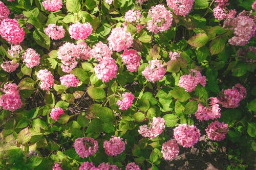 Kostnadsfri bild av blomfotografi, blomning, fransk hortensia