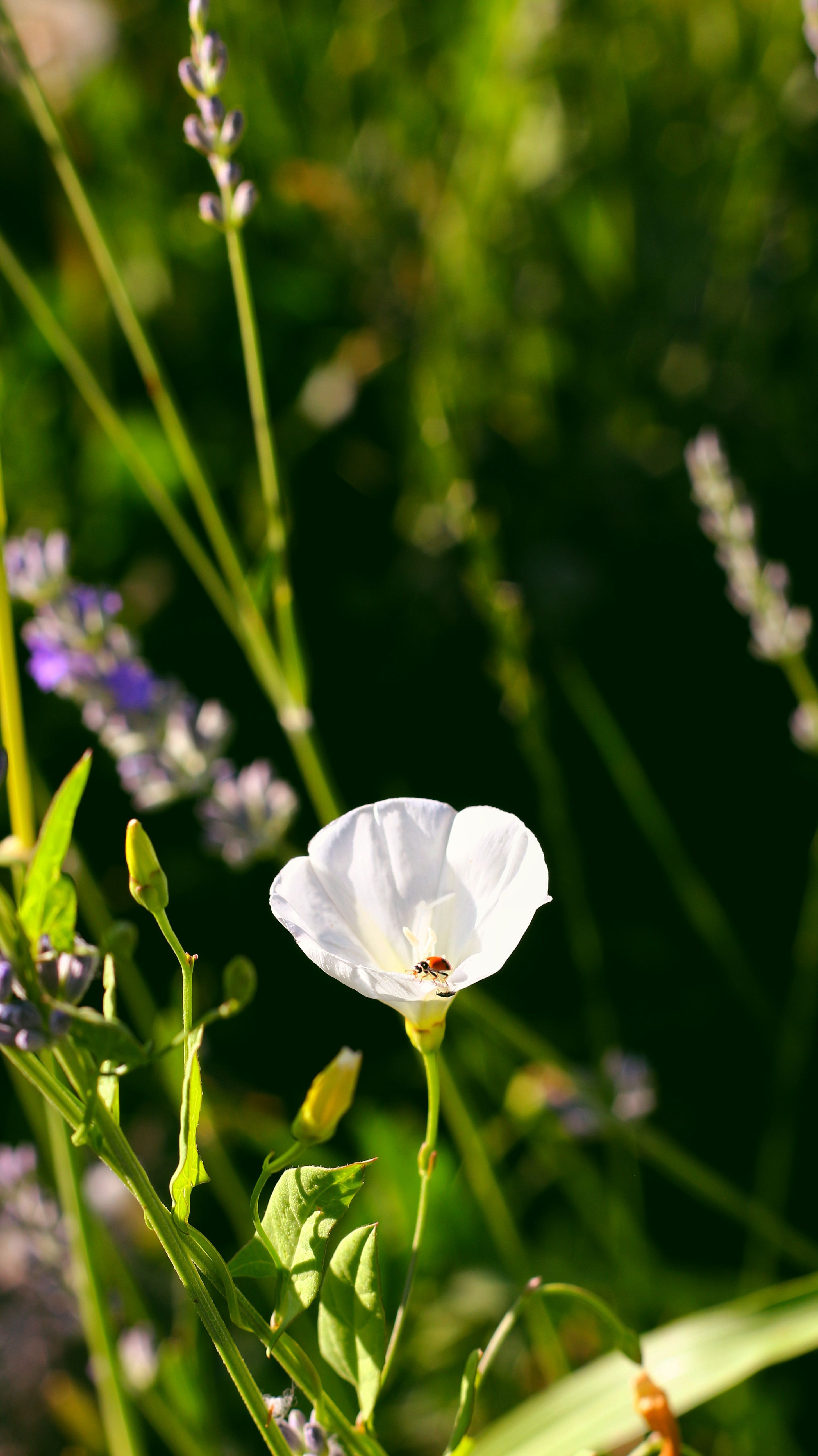 White Flower in Close Up Photography · Free Stock Photo