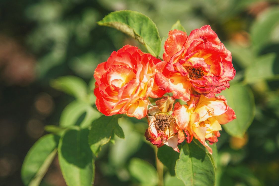 Gen Roses Close-Up Shot of Blooming Garden Roses · Free Stock Photo