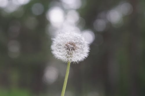 Kostnadsfri bild av blomfotografi, flora, maskros