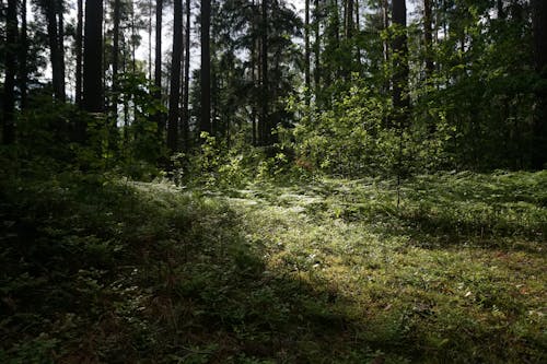 Ücretsiz çevre, doğa, orman içeren Ücretsiz stok fotoğraf Stok Fotoğraflar