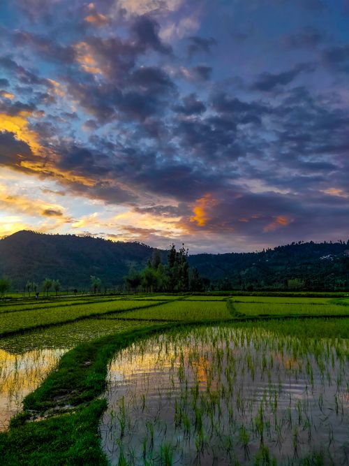 Free Vibrant sunset over lush paddy fields and mountains with colorful clouds. Tranquil and scenic landscape. Stock Photo