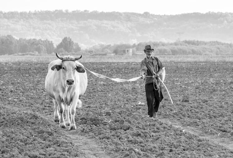 Man With Cow On Field