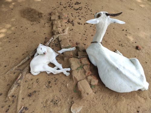 Free A peaceful scene of goats relaxing on a dirt path in Odisha, India. Stock Photo