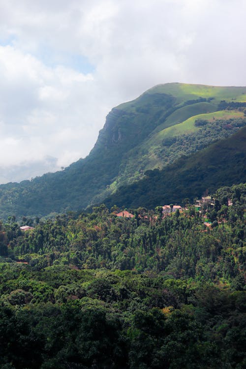 Deep Forest and Hill behind