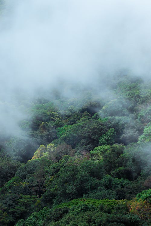 Aerial Photography of Foggy Green Trees in the Forest