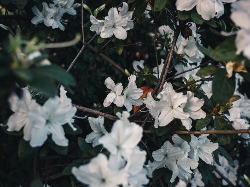 Free A beautiful close-up of white azalea flowers in full bloom, capturing the essence of nature's beauty. Stock Photo