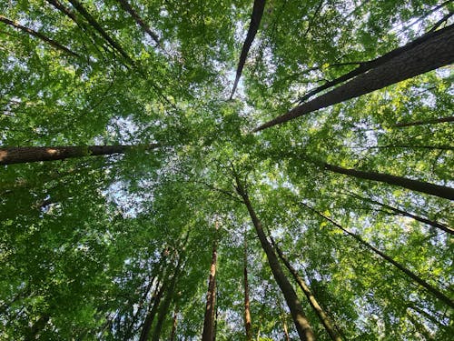 Gratis Foto stok gratis alam, bidikan sudut rendah, hutan Foto Stok