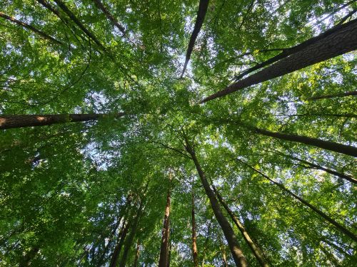 Free Looking up at a lush green tree canopy in a peaceful forest setting, capturing nature's tranquility. Stock Photo