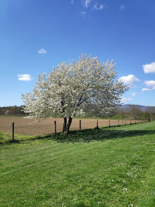 Kostenloses Stock Foto zu baum, blauer himmel, blühen