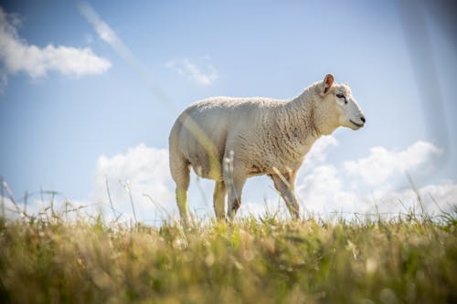 動物攝影, 吃草, 哺乳動物 的 免费素材图片