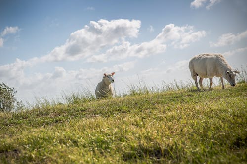 Sheep Grazing on a Grass Field