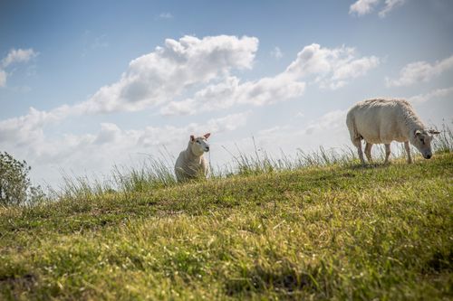 Free Two sheep graze peacefully on a grassy hillside with a cloudy sky overhead. Stock Photo