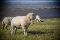 Idyllic scene of Texel sheep grazing on the grass field by the North Sea coast.