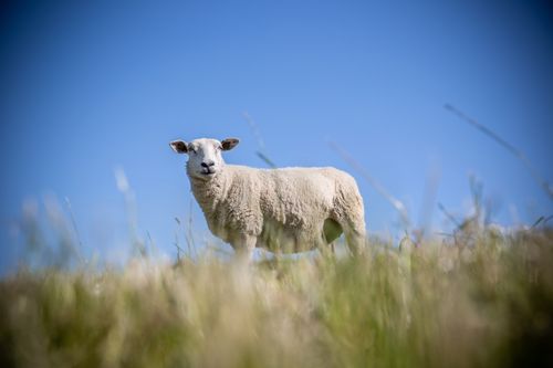 Free A lone Texel sheep standing in a sunny, grassy field under a clear blue sky. Stock Photo