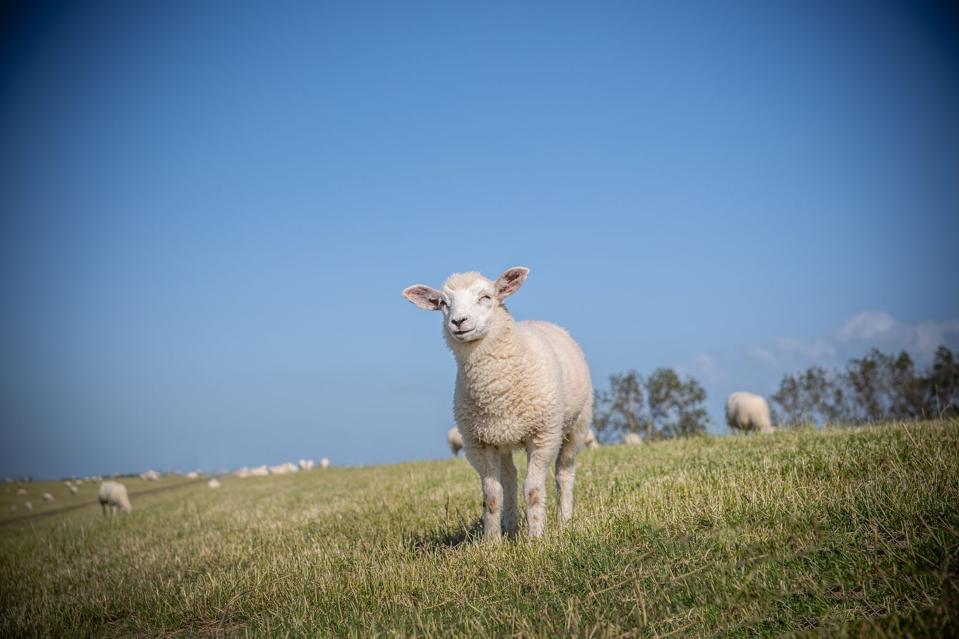 Portrait of a sheep at a veterinary clinic
