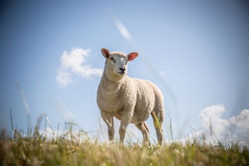 Free A lone sheep stands on a grassy hill under a blue sky, captured from a low angle. Stock Photo