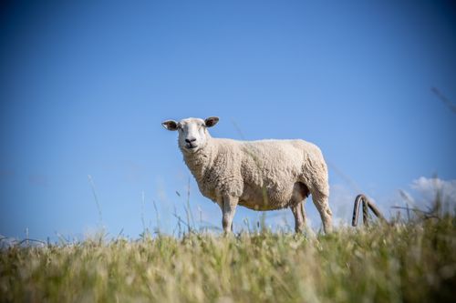 Free A lone sheep stands in a lush field under a blue sky, evoking pastoral tranquility. Stock Photo
