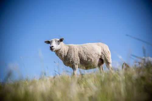 Free Portrait of a sheep grazing in a green field under clear blue skies, NDS, Germany. Stock Photo