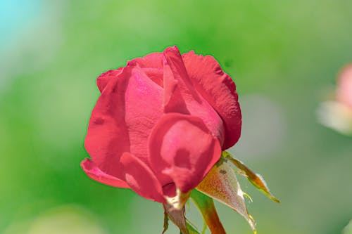 бесплатная Бесплатное стоковое фото с красный цветок, крупный план, размытый фон Стоковое фото