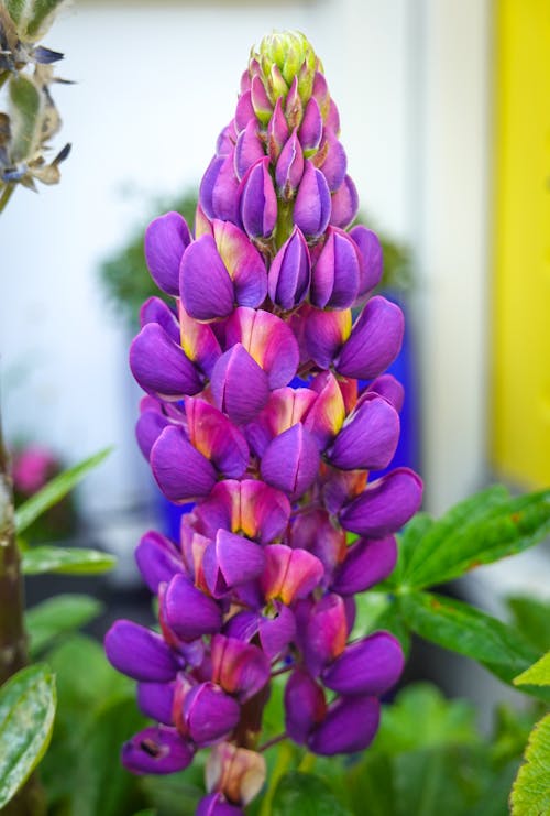 Purple Lupine Flower in Close-Up Photography 