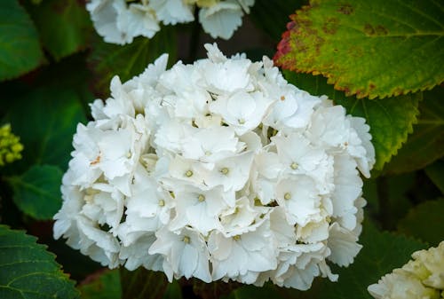 Imagine de stoc gratuită din a închide, floare, flori albe
