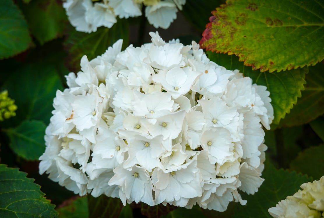 White Flowers in Bloom