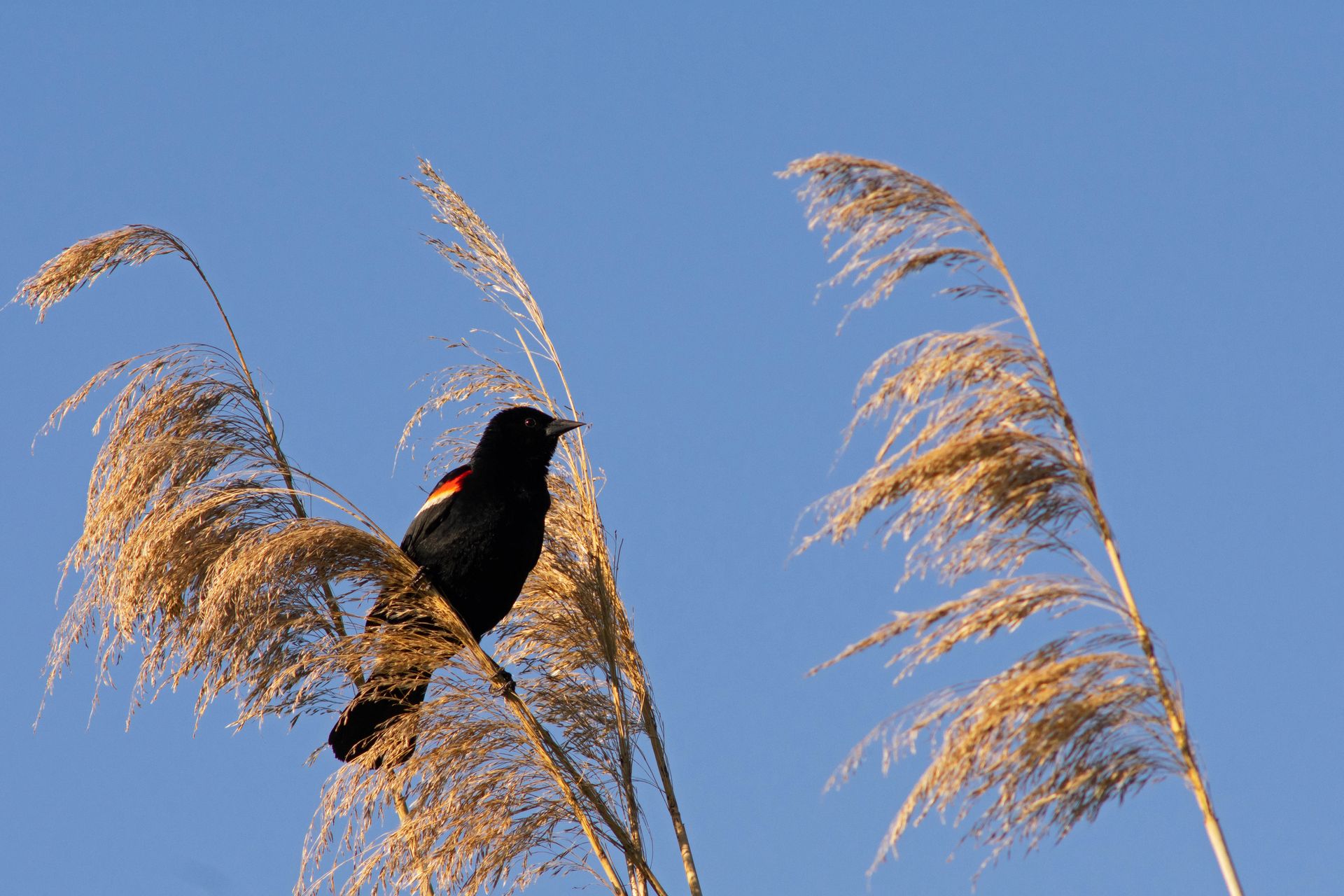 Red-Winged Blackbird Perched on Grass