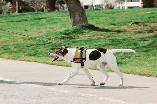 Immagine gratuita di addomesticato, adorabile, camminando