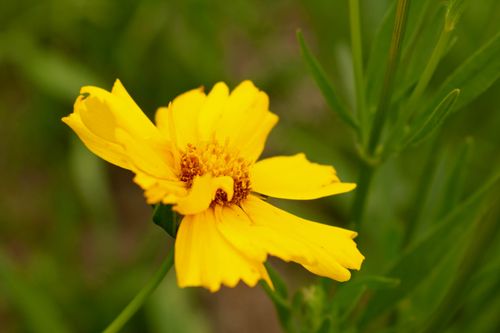 Free Macro shot of vibrant yellow coreopsis flower with green background. Stock Photo
