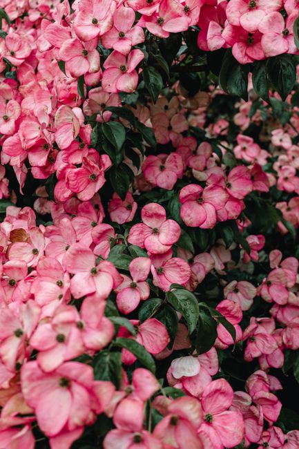 Captivating close-up of pink dogwood flowers with lush green leaves, perfect for nature enthusiasts.