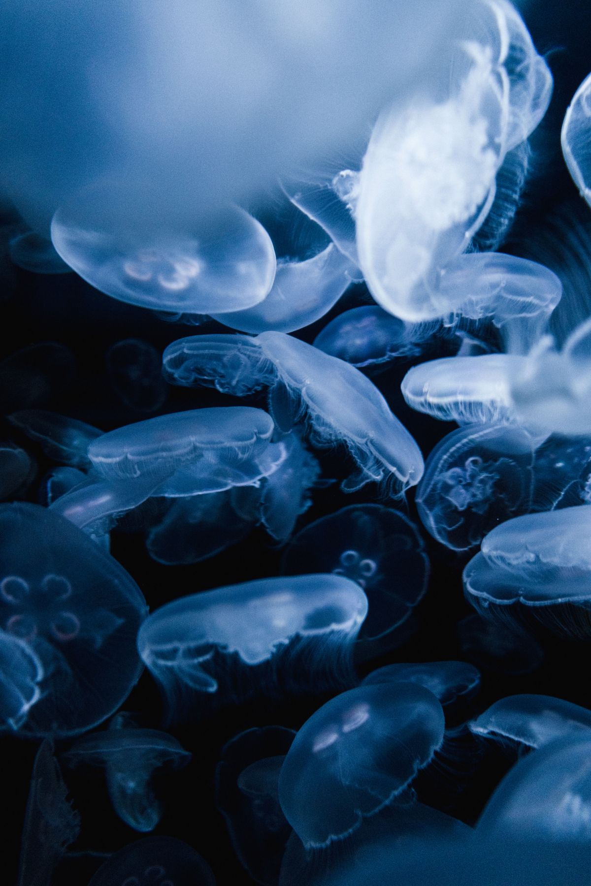 A captivating close-up of ethereal jellyfish gracefully gliding underwater, showcasing their translucent beauty.