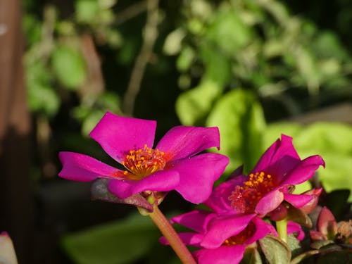 Free pink flower macro; deep pink flowers Stock Photo