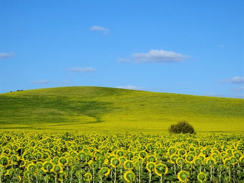 Free Field of Sunflowers on a Hill Stock Photo