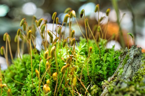 Free Lush common cord-moss growing on a log, showcasing vibrant green foliage. Stock Photo