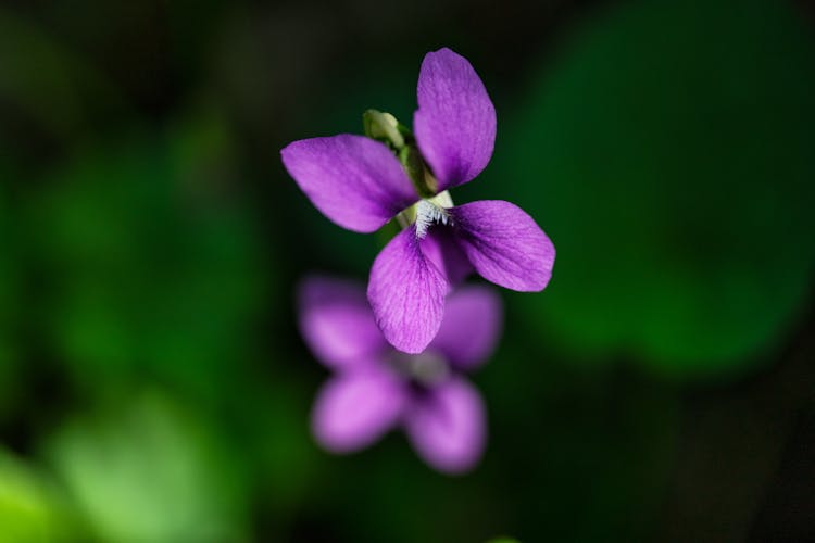 Close Up Shot Of A Violet Flower